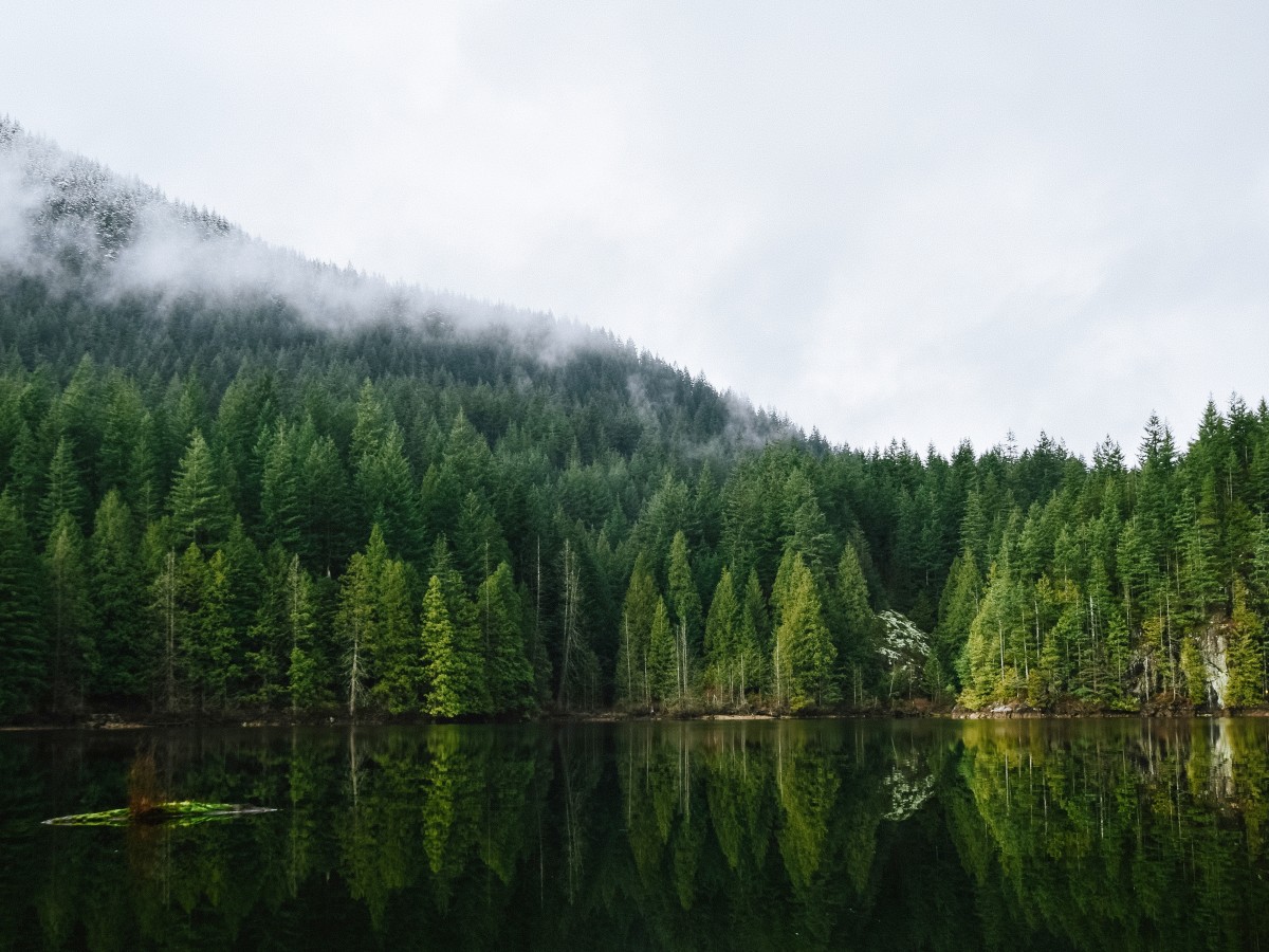 Mist floating over placid lake in a northwest forest